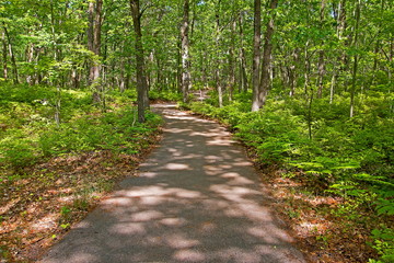 path in the forest