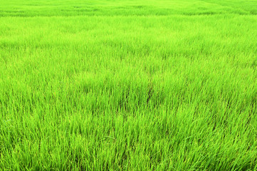 The green rice fields look refreshing.