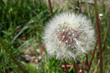 Dandelion seeds waiting to turn into flowers in spring