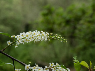 SHEEP FIELD NO SHEEP