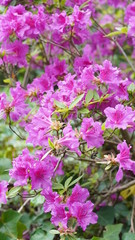 Flowers during spring season, May 2020, Montreux Switzerland