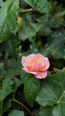 Flowers during spring season, May 2020, Montreux Switzerland