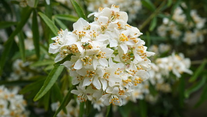 Flowers during spring season, May 2020, Montreux Switzerland