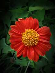 thailand   There are many  flower  leaves lined up in the front yard, shining the morning light.