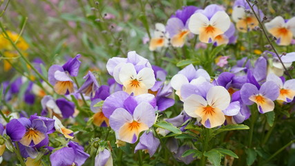 Flowers during spring season, May 2020, Montreux Switzerland
