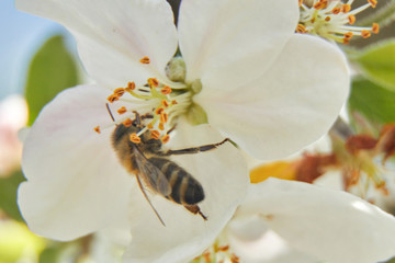 A bee collecting pollen