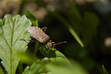 A bug stalking on