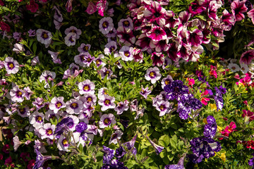 purple and white flowers