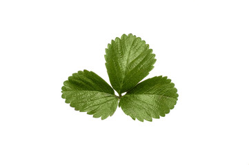 small green leaf on a white background