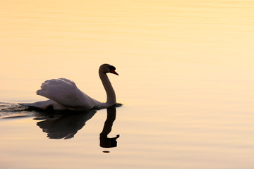 Obraz premium Swan at Lake Balaton is sunset time, Hungary