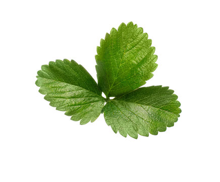 small green leaf on a white background