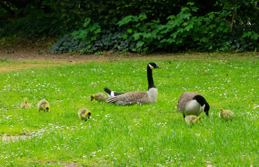 Canada goose family (Male, female and goslings)