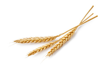 Three wheat spikelets isolated on white background. Top view wheats. - obrazy, fototapety, plakaty