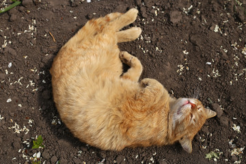 Obraz premium A little ginger cat enjoys relaxing, lying on the ground in the garden among the petals.