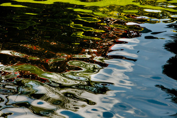 Mangrove vegetation reflected in the waters of Rodrigo de Freitas Lagoon, Rio de Janeiro, Brazil