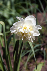  Narcissus fully blossomed in the spring garden.