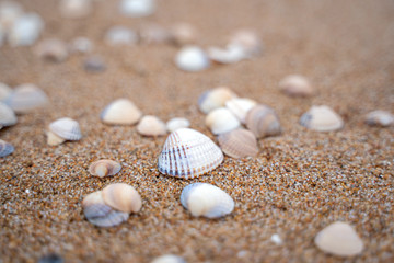 Fototapeta na wymiar Small shells background in Skane, Sweden. Selective focus