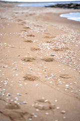 footprints on sand beach along the edge of sea. Selective focus