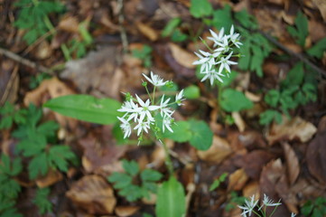 Bärlauch im Wald oder freien