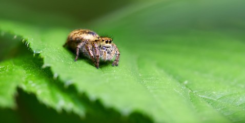 Araignée sauteuse