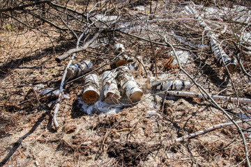 Stump after deforestation in spring forest