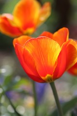 Obraz na płótnie Canvas Tulipa