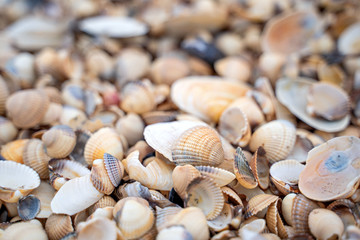 Small shells background in Skane, Sweden. Selective focus