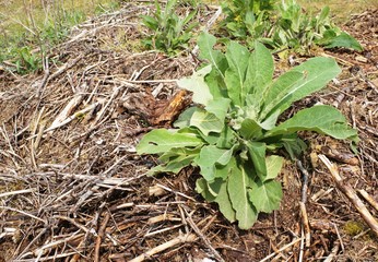Fototapeta premium Die Königskerze (Verbascum) kommt nicht nur wild im Wald vor sondern auch im Garten