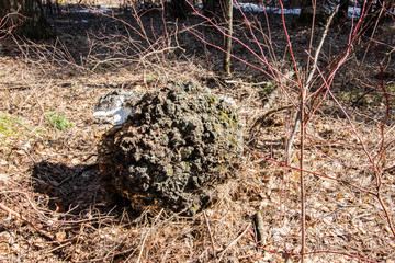 Stump after deforestation in spring forest