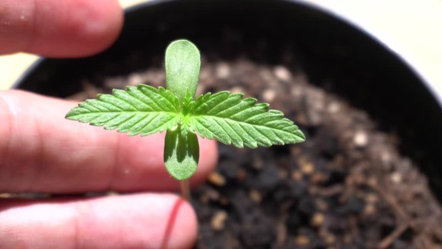 weed marjuana plant growing close up - little plant in a house balcony outdoor  and hand of man
