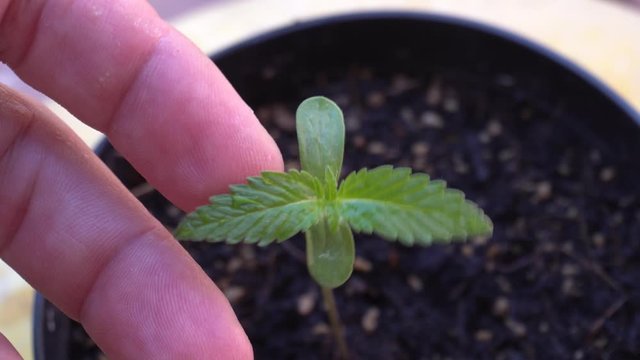 weed marjuana plant growing close up - little plant in a house balcony outdoor  and hand of man