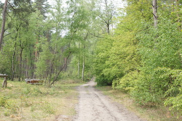 Fototapeta na wymiar Schöner Waldweg im Mischwald