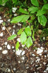 Frische saftige Buchenblätter