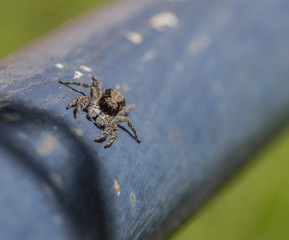 Spider