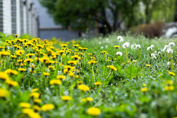 Fototapeta premium many yellow dandelions in the summer park
