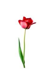 Fototapeta premium red tulip isolate on a white background