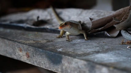 lizard on a branch
