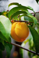 Ripe juicy large peach closeup ripened on a twig
