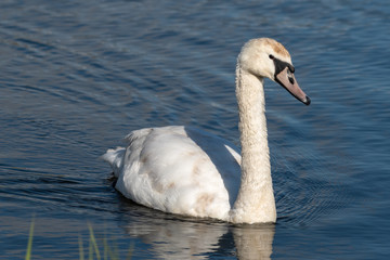 Elegant Swan Swimming on a Lake
