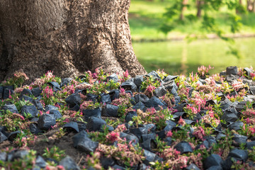 Background of plants that are grown in nursery bags, propagated or decorated flower gardens, with...