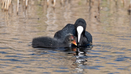 Adult Coot Feeding Its Baby