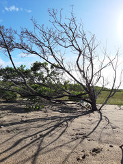 Dead tree on the beach