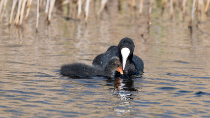 Adult Coot Feeding Its Baby
