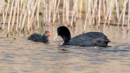 Adult Coot Feeding Its Baby