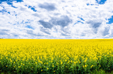 Obraz premium Rape Field in Bavaria - Raps Feld in Bayern Deutschland