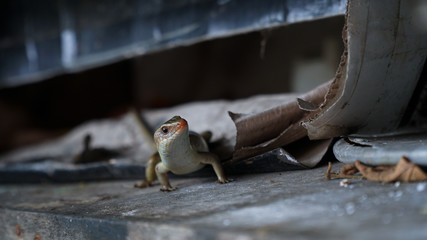 lizard on a wooden fence