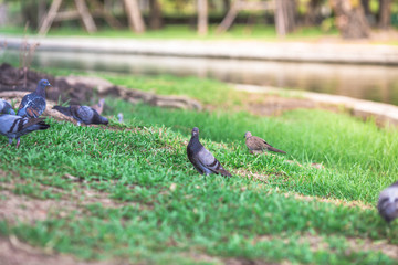 The background of pigeons foraging under large trees, with motion blur according to animal instincts.