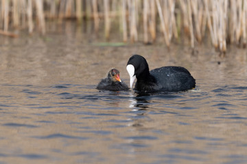 Adult Coot Feeding Its Baby
