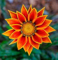 Beautiful orange sunflower macro great for postcard or website background use 