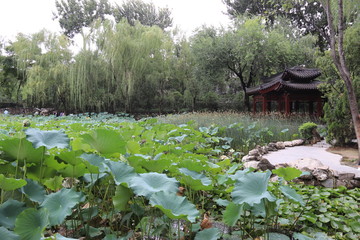 Nénuphars d'un lac à Xi'an, Chine	